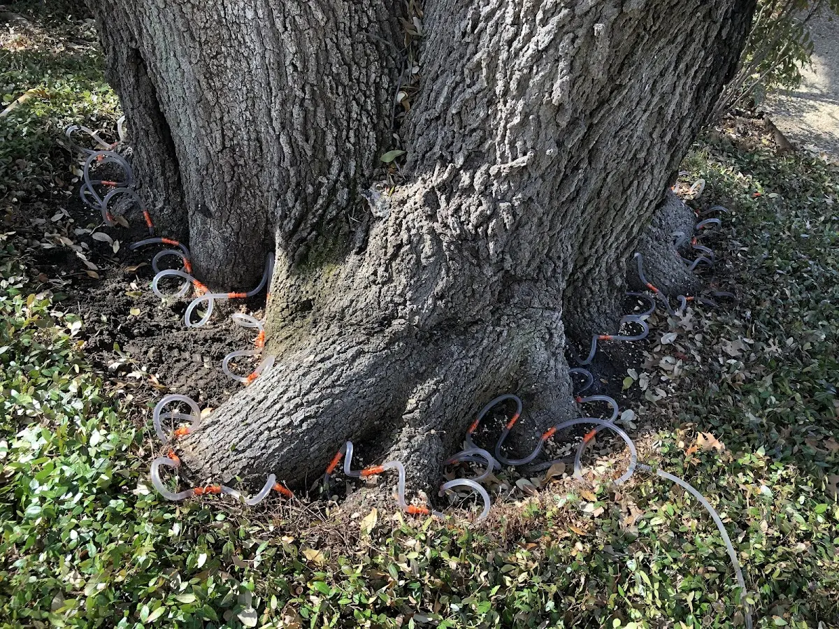 Detailed Tree Cabling and Bracing job site in Arbovale