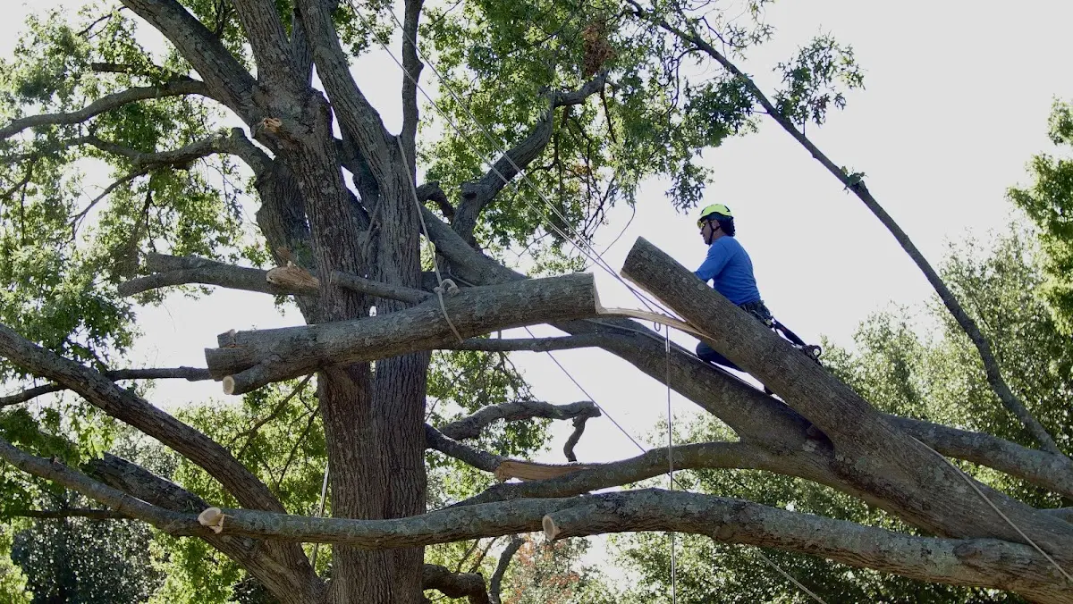 Professional Crown Thinning performed by certified arborists in Arbovale
