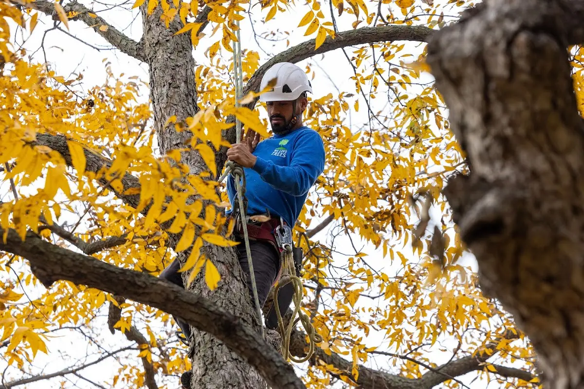 Skilled Tree Transplanting crew working in Arbovale